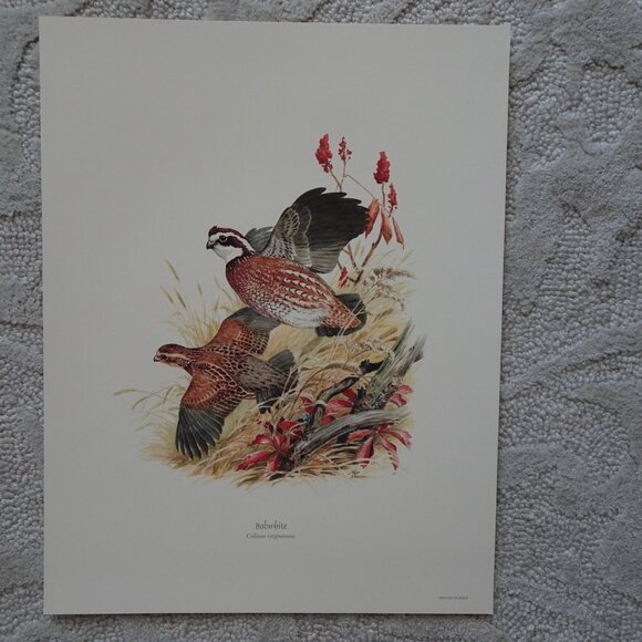Field & Stream's Portfolio of Game Birds Painted by Ned Smith Limited Edition - Picture 2 of 16